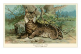 European Lynx Lámina