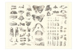 Disarticulated Bones and Teeth Affiche