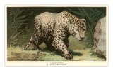 Leopard Stalking Photo
