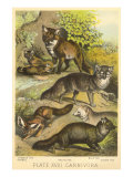 Varieties of Foxes Lámina giclée