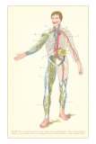 Lymphatic System Affiches