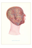 Nerves and Circulation of the Head and Neck Posters
