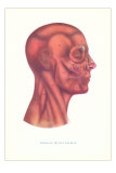 Muscles of the Face and Head in Profile Prints