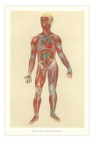 Muscles, Veins, Arteries, Nerves Kunstdrucke
