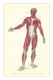 Front View of Superficial Muscles Affiches