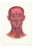Muscles of the Face and Head Posters