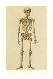 Human Skeleton Print