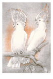 Two Cockatoos Posters