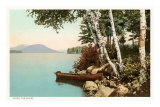 Birch Trees by Lake Posters
