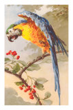 Macaw on Cherry Tree Poster