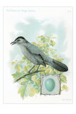 Catbird and Egg Prints