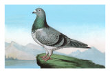 Proud Pigeon Poster