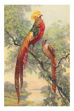 Chinese Golden Pheasant Posters