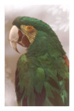Green Macaw Posters