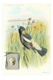 Bobolink and Egg Posters