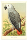 African Grey Parrot Prints African Grey Parrot Prints