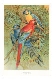 Macaws in the Jungle Posters