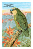 Amazon Parrot Posters