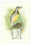 Meadowlark and Egg Poster