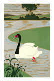 Black-Necked Swan on River Prints