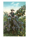 California Vineyard Posters