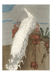 White Peacock Prints