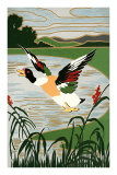 Mallard in Flight Poster