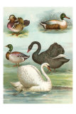 Swans and Ducks Print