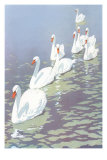 Swans in Line Posters