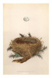 Dartford Warbler Egg and Nest Poster