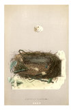 Orphean Warbler Egg and Nest Posters