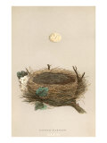 Garden Warbler Egg and Nest Giclee Print