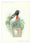 Rose-Breasted Grosbeak and Egg Posters