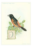 Orchard Oriole and Egg Affiche