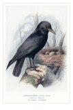 Carrion Crow with Nest Poster