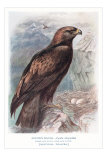 Golden Eagle with Nest Posters