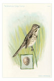 Song Sparrow with Egg Posters