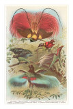 Birds of Paradise from New Guinea Print