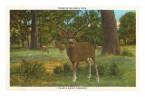 Deer at Yosemite Affiches