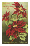 Vintage Poinsettias Prints