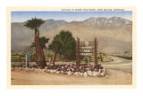 Smoke Tree Ranch, Palm Springs, California Prints
