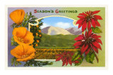California Christmas Poppies, Poinsettias and Orange Groves Póster
