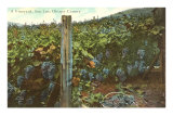 Vineyard, San Luis Obispo County Posters