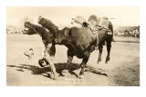 Bull Throwing Rodeo Rider Láminas Bull Throwing Rodeo Rider Láminas