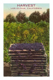 Grape Harvest, Los Olivos Prints
