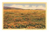Poppies in San Luis Obispo Foto