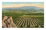 California Orange Grove Prints