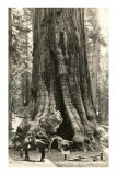 General Grant Sequoia, Kings Canyon National Park, California Posters