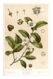 Botanical Image of Tea Plant Plakat Botanical Image of Tea Plant Plakat