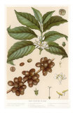 Botanical Drawing of Coffee Plant Póster Botanical Drawing of Coffee Plant Póster